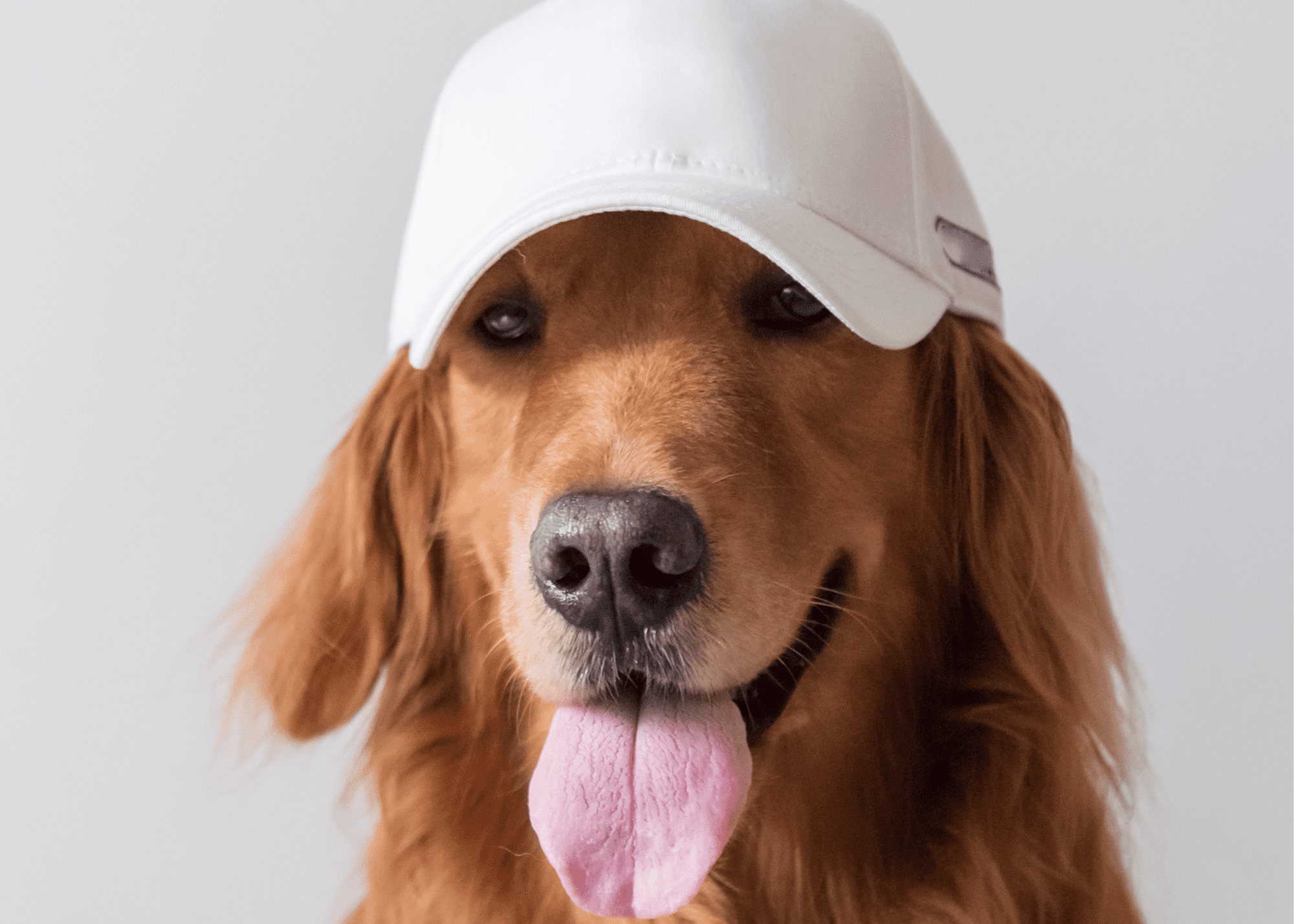 Dog with hat | Fit Fun And Over 40 dog with baseball hat