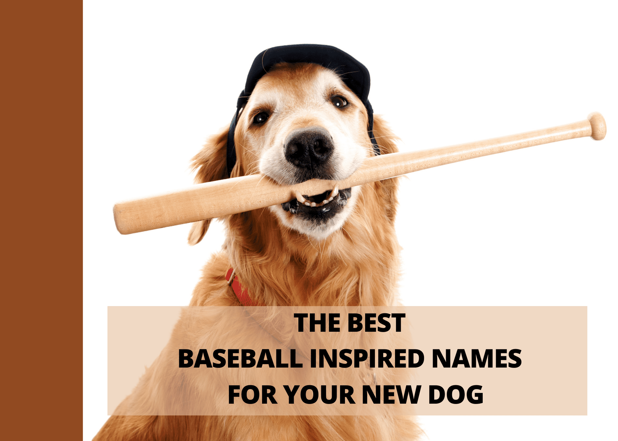 baseball dog names