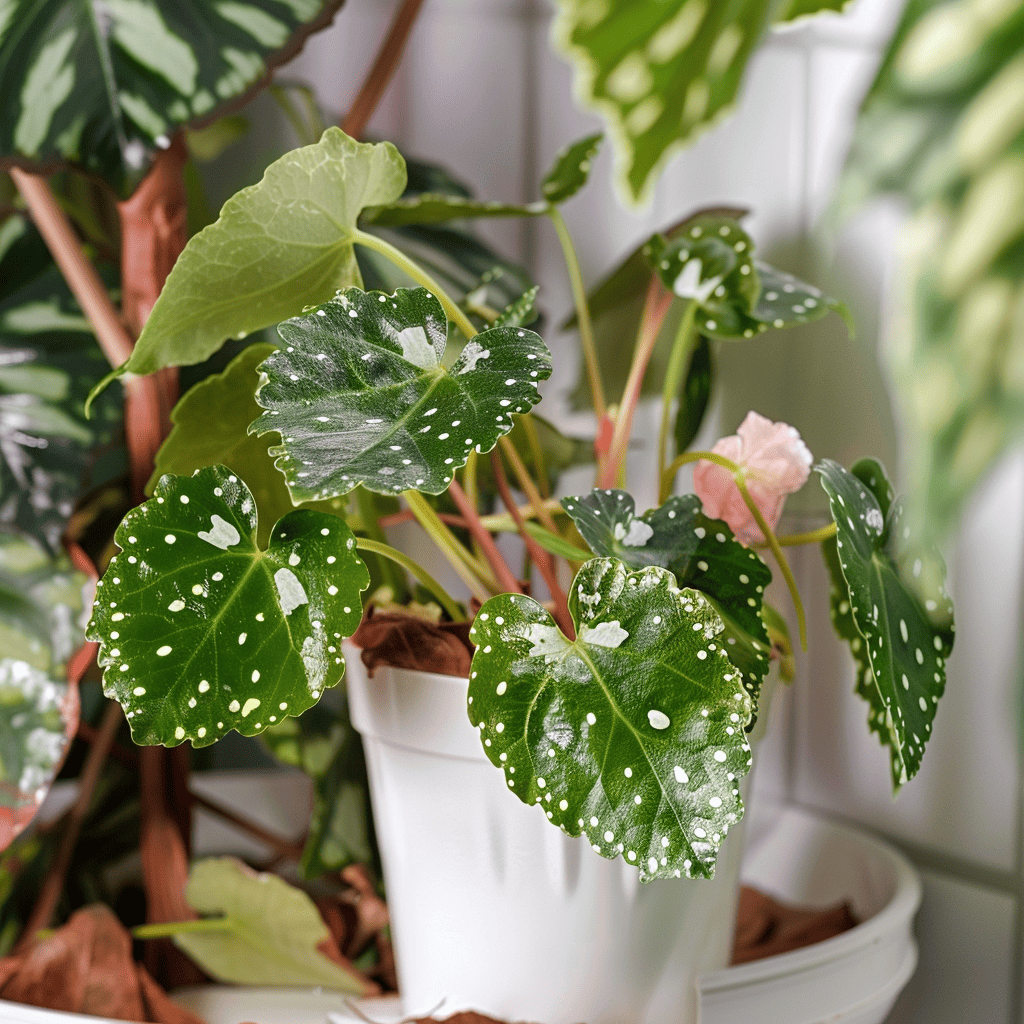 Young Begonia Maculata