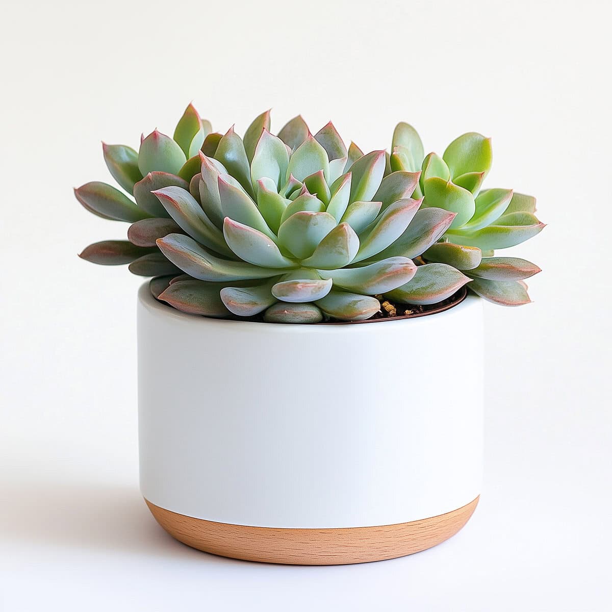 Environmentally friendly gifts for coworkers