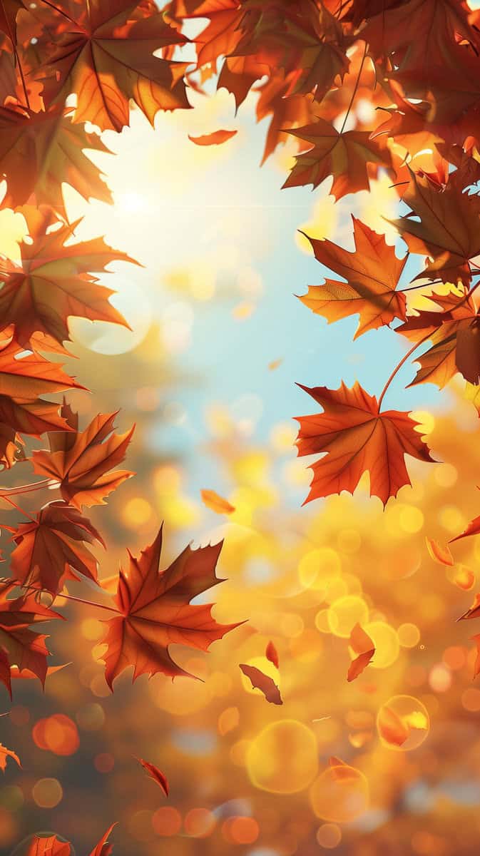 sunlight through fall leaves