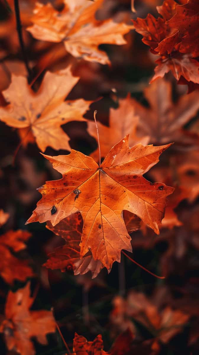red fall leaves
